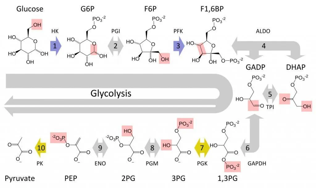 Glycolysis metabolic pathway 3 annotated