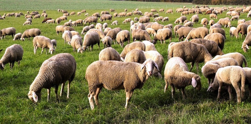 Herd of sheep