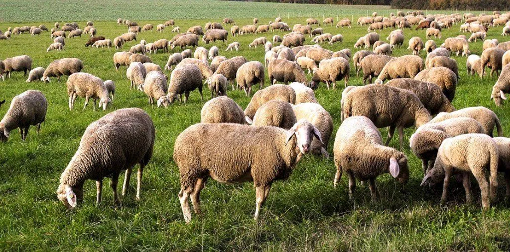 Herd of sheep