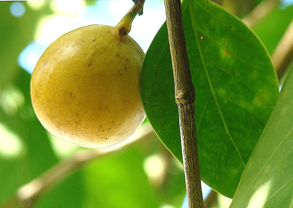Hippomane mancinella, the Death Apple