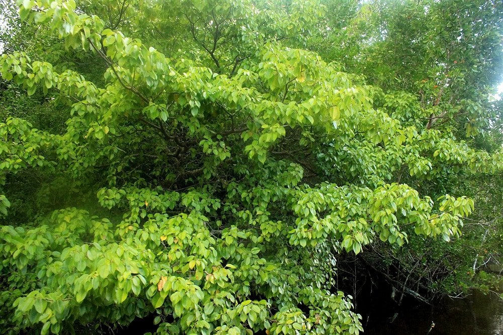 Hippomane mancinella tree