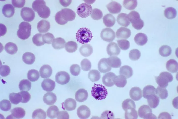 Immature and mature trophozoites of the Plasmodium vivax parasite PHIL 2720 lores