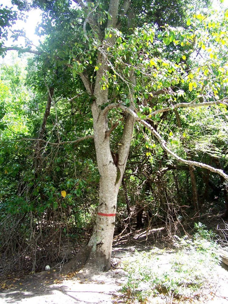 Manchineel tree