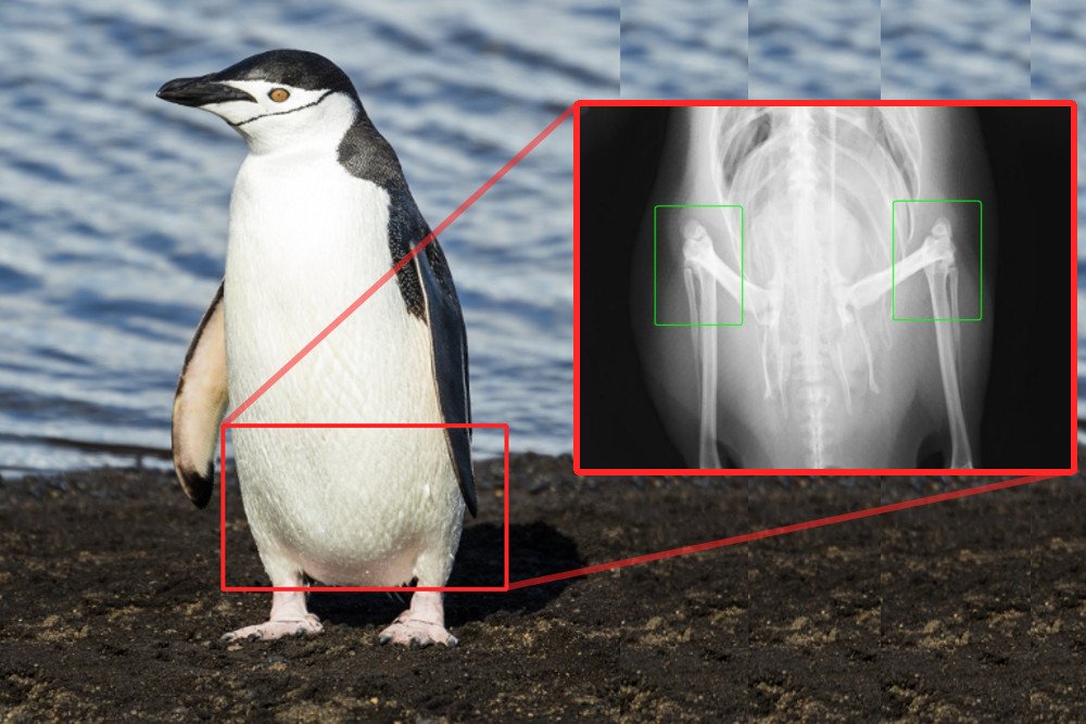 Penguin knee x-ray