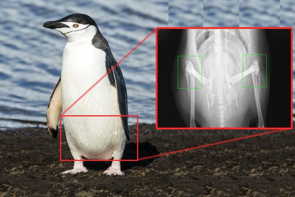 Penguin knee x-ray