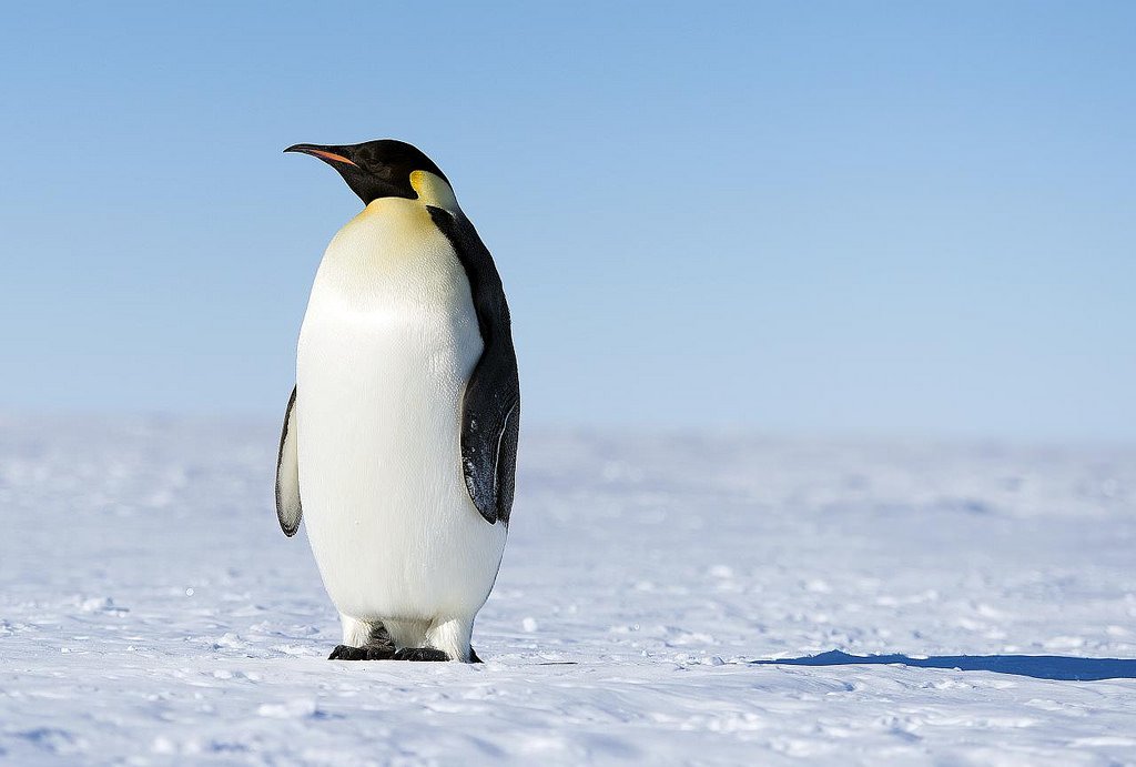 Penguin on ice