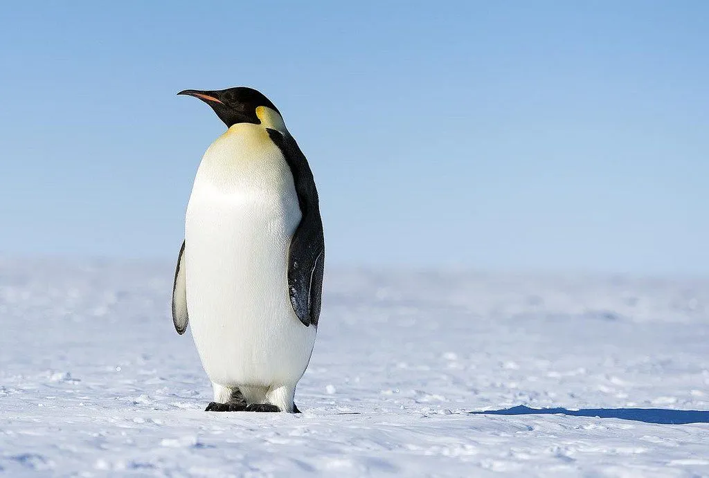 Penguin on ice