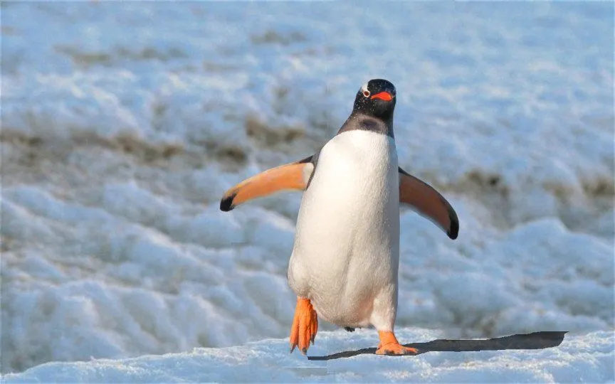 Do Penguins Have Knees?