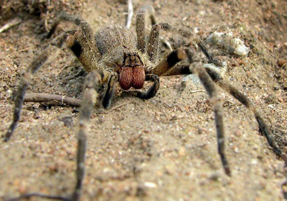 Phoneutria nigriventer – one of the few species of Brazilian wandering spiders. (Photo Credit : Techuser / Wikimedia Commons)