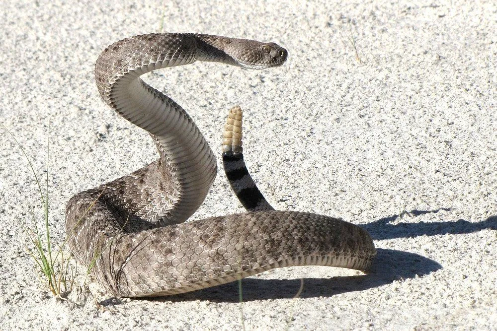 Rattlesnake Rattle: How And Why Does A Rattlesnake Produce Its Rattle?