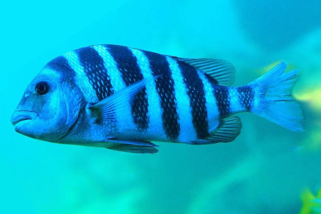 Sheepshead Fish: Facts About The Fish With Human Teeth