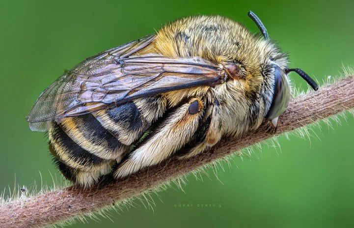 Sleeping bee