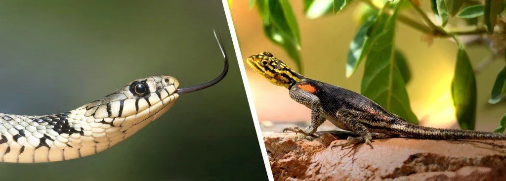 How Did The Snake Lose Its Legs?