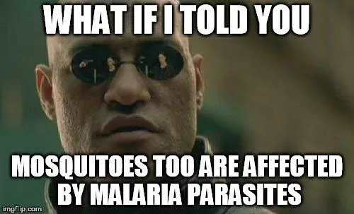 Are Mosquitoes That Carry Malaria Parasites Also Affected?