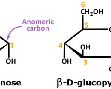 What’s The Difference Between Epimers And Anomers?
