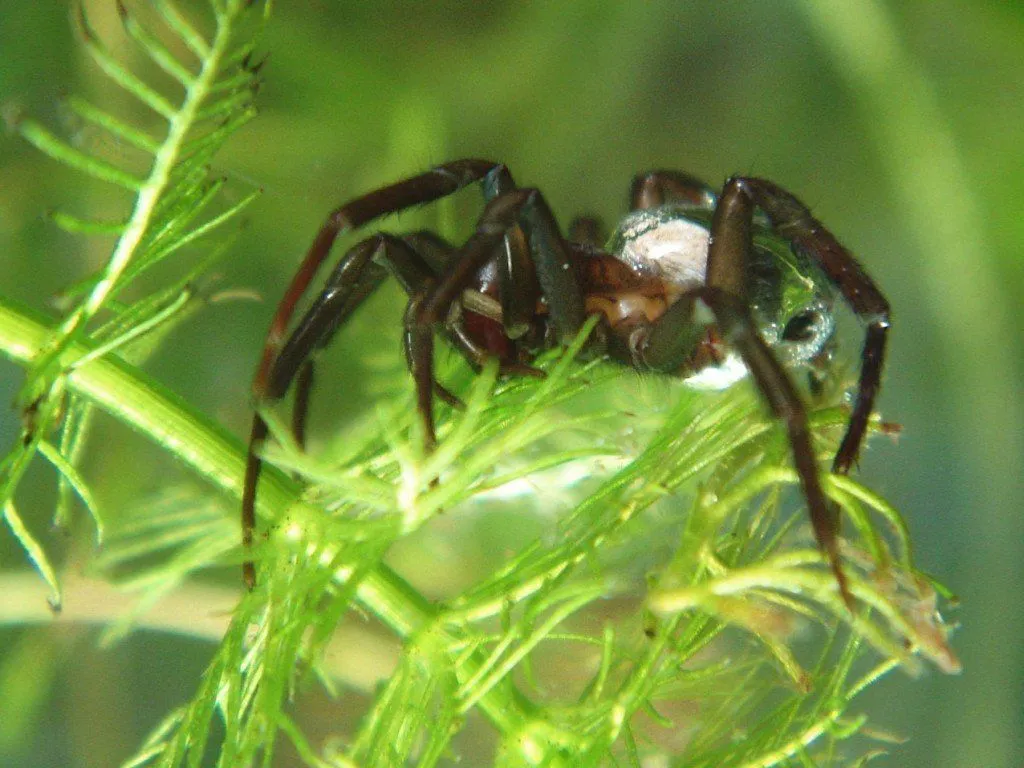 Spider Diet: What Do Spiders Eat?