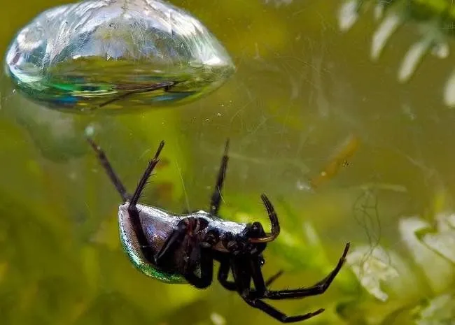 Diving bell spider