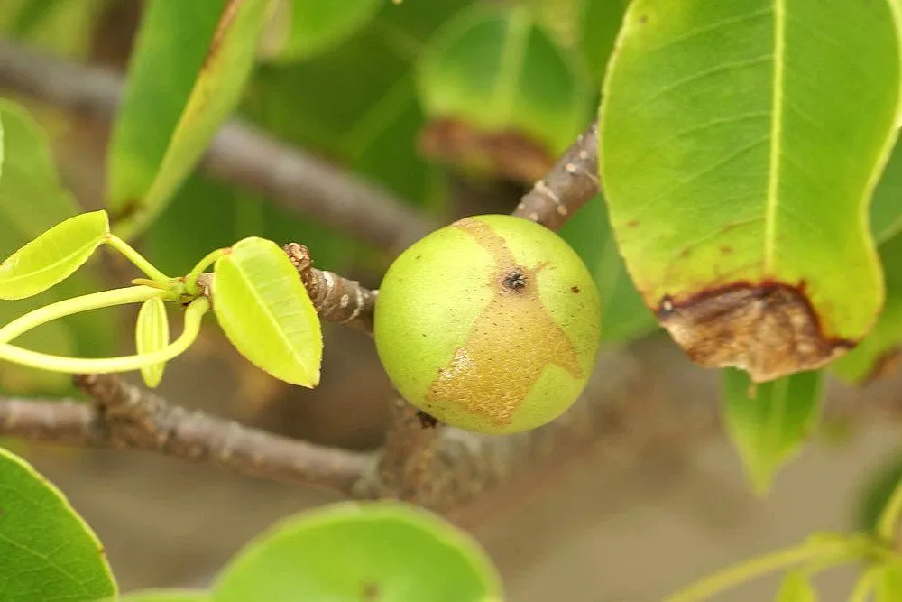 Manchineel Tree Facts: Science Behind The World's Most Dangerous Tree