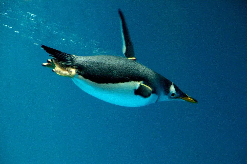 Penguin swimming