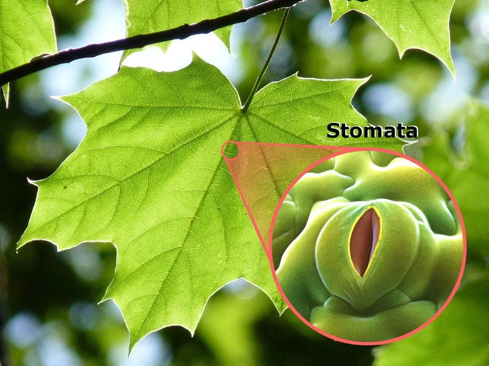 Stomatal pore