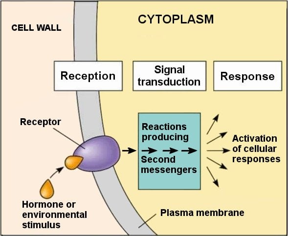 CYTOPLASM