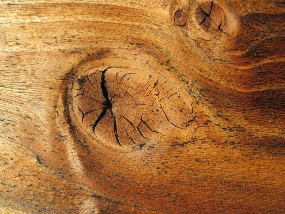 Why Does Wood Have Knots?