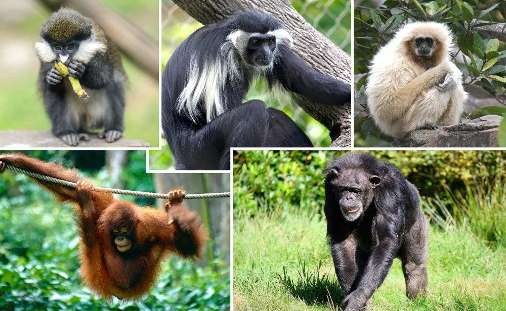 If Humans Evolved From Apes, Why Do Apes Still Exist?