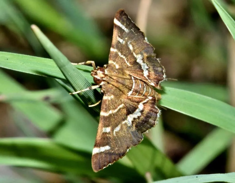 Moth Diet: What Do Moths Eat?