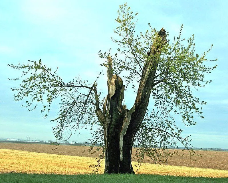 Tree struck by lightning