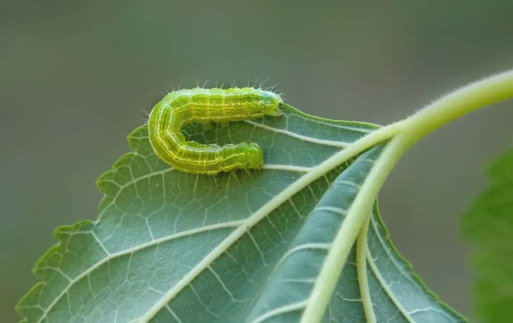 Larva feeding on the leaf (Photo Credit: Pixabay)