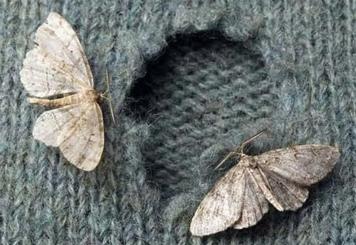 Moths around the fabric (Photo Credit: Youtube)