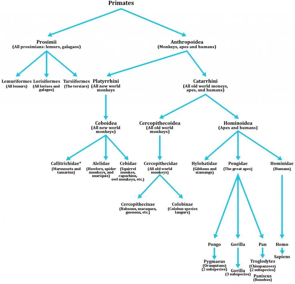 primate evolution chart