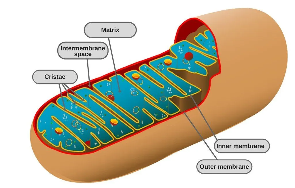 Animal mitochondrion diagram(Photo Credit : Mariana Ruiz Villarreal LadyofHats / Wikimedia Commons)