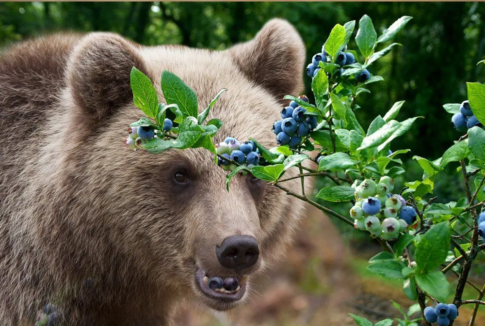 Bear eating huckleberries(Photo Credit: Pixabay)