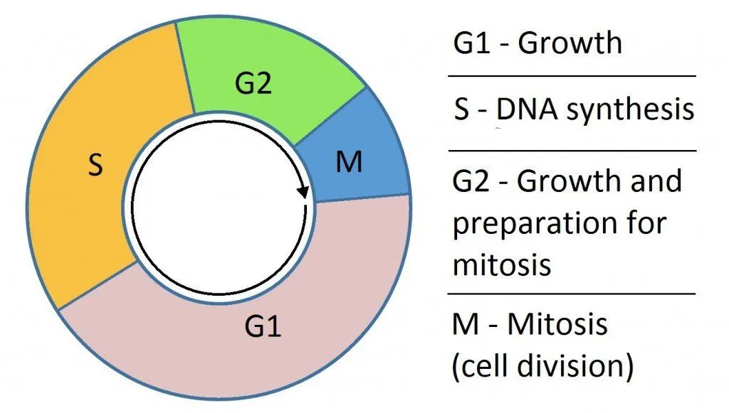 Cell cycle (Picture Credit – Simon Caulton/Wikimedia Commons)