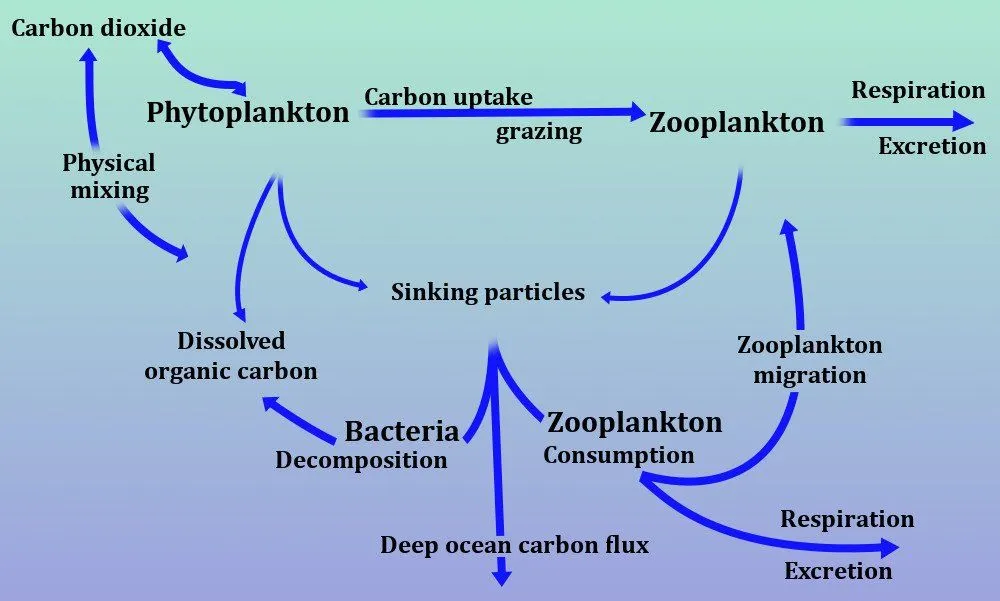 What Are Phytoplankton?