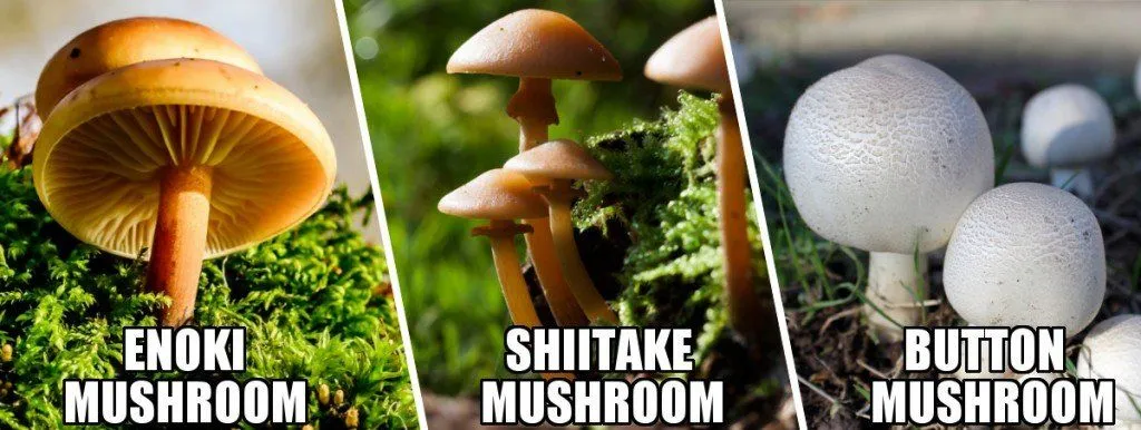 What’s The Difference Between Mushrooms And Toadstools?