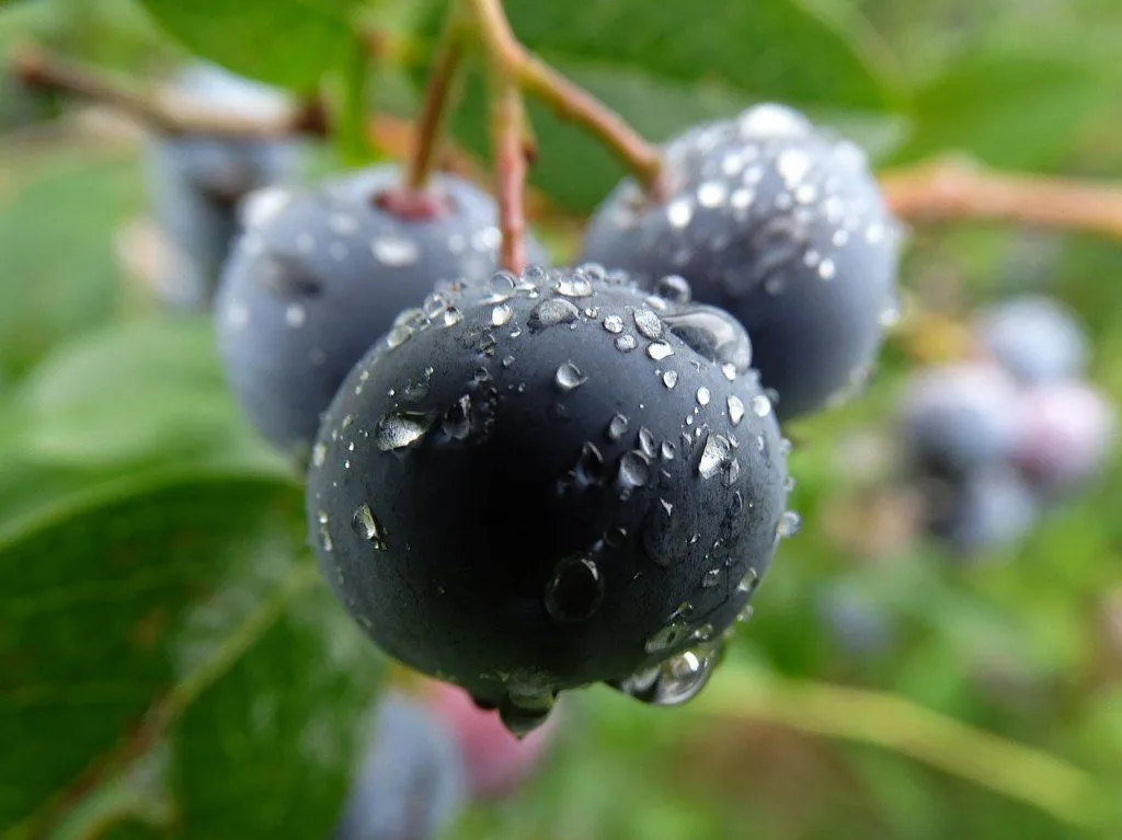 What Is Huckleberry And How Is It Different From Blueberry?
