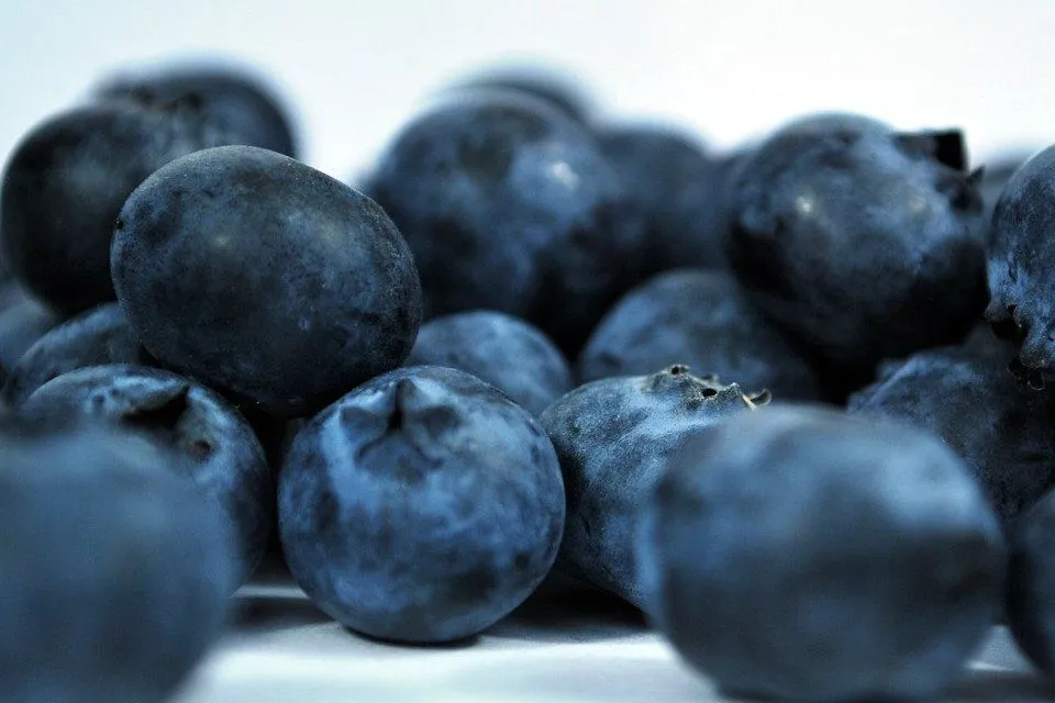 Huckleberry (Photo Credit Maxpixels)