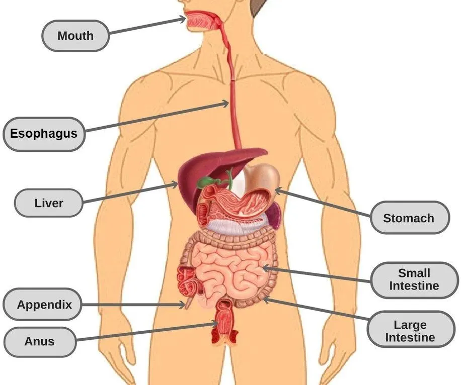 Thedigestive system.