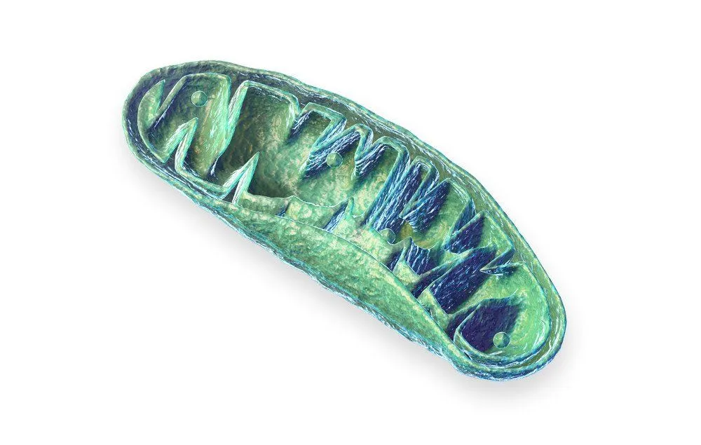 Mitochondria: Structure, Function, And Aerobic Respiration