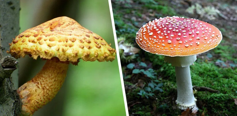 Toadstool Vs Mushroom: Difference Between Toadstool And Mushroom