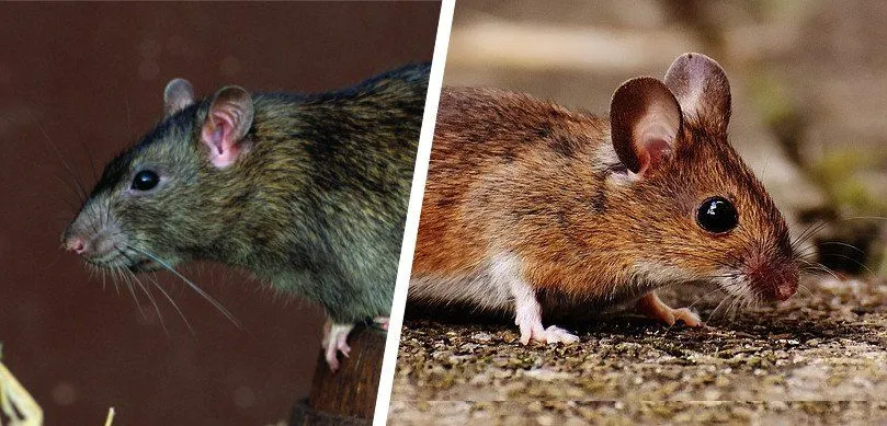What Are The Differences Between Rat And Mouse?