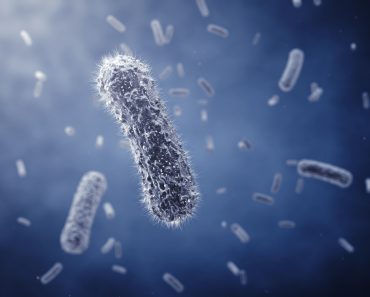 Rod-shaped bacteria ,detailed illustration