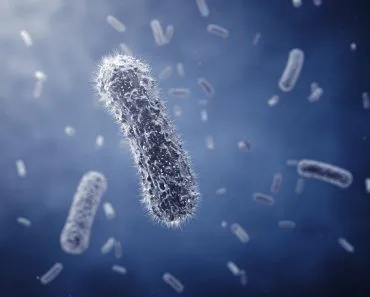 Rod-shaped bacteria ,detailed illustration