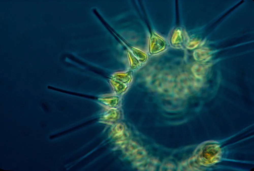 What Is Phytoplankton?