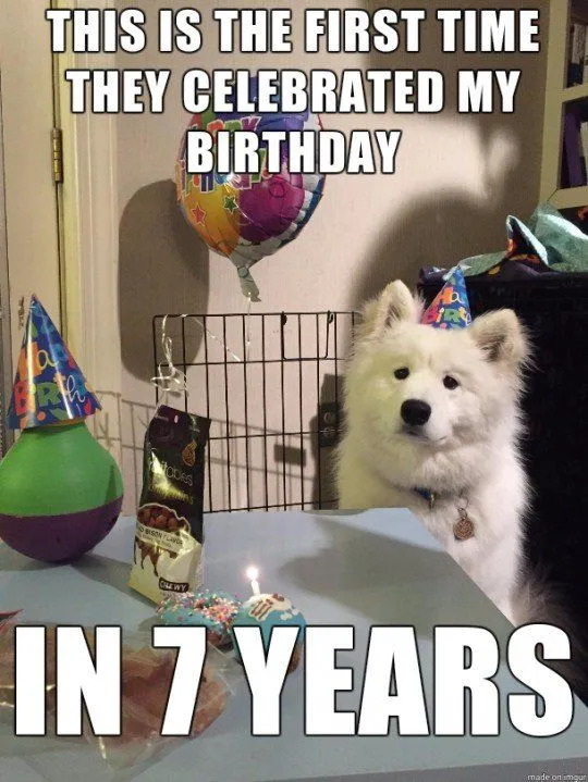 Does One Dog Year Equal Seven Human Years?