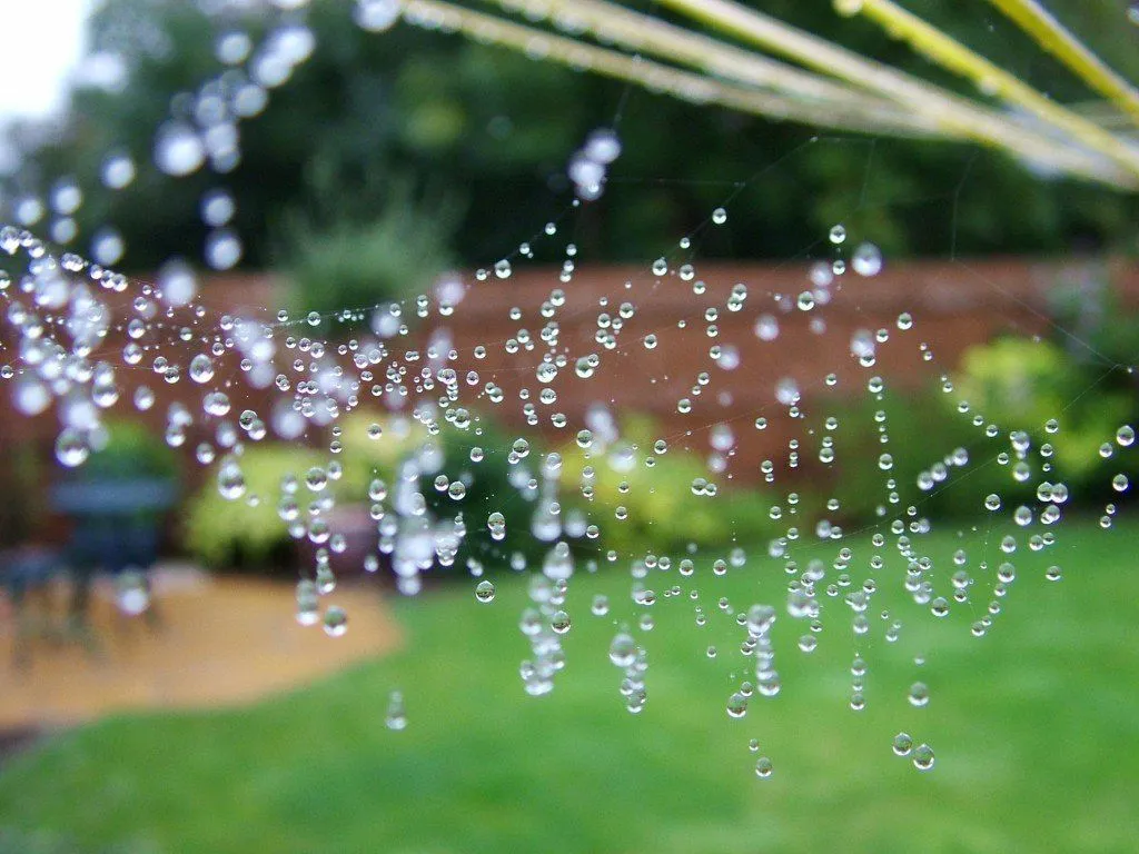 Early morning dew (Picture Credit – Michael Gwyther-Jones/Wikimedia)