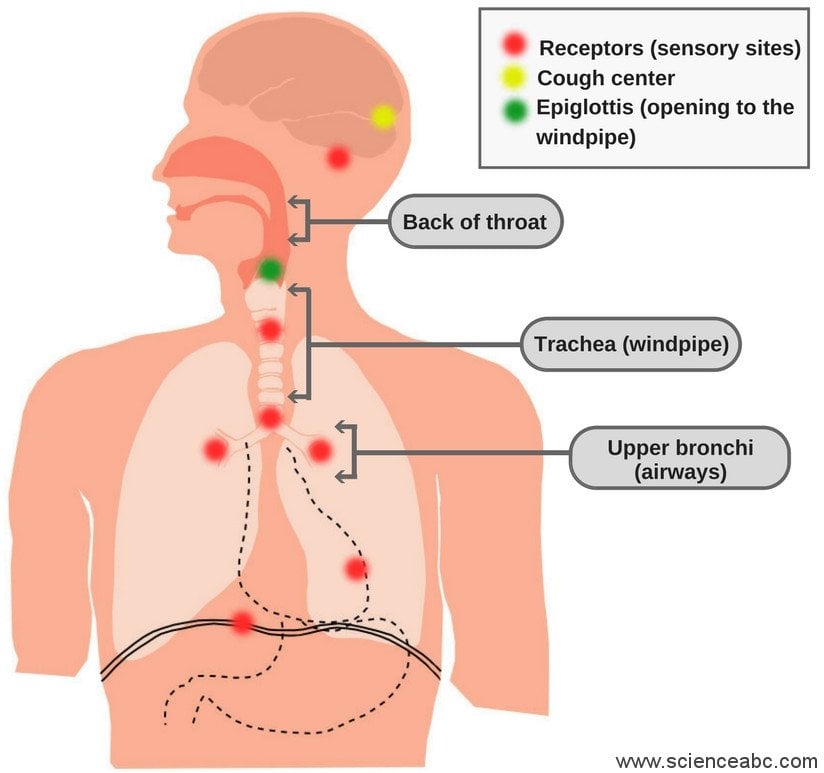 Anatomy of cough