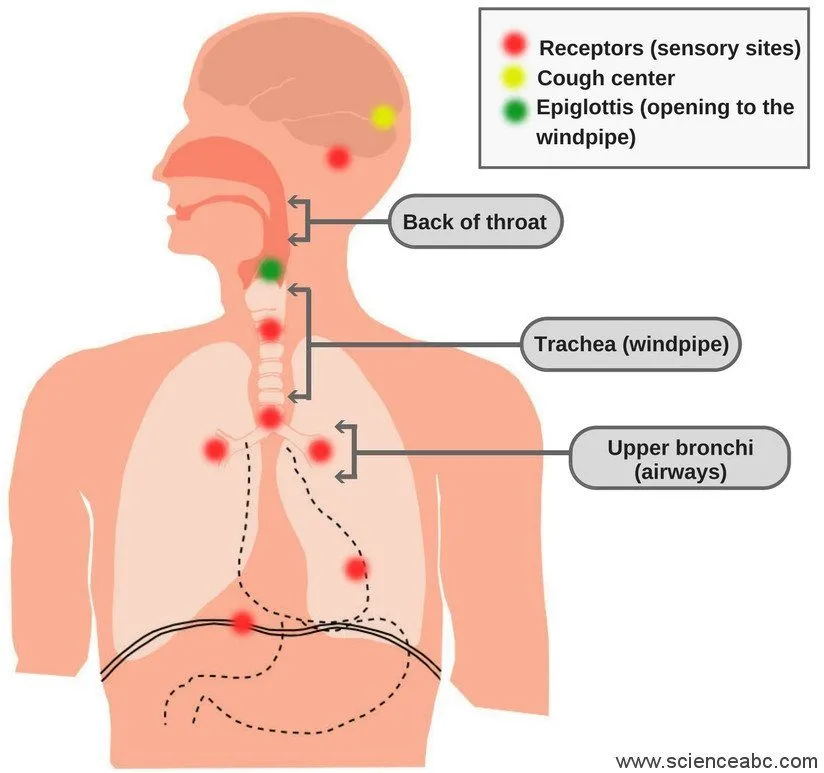 Anatomy of cough